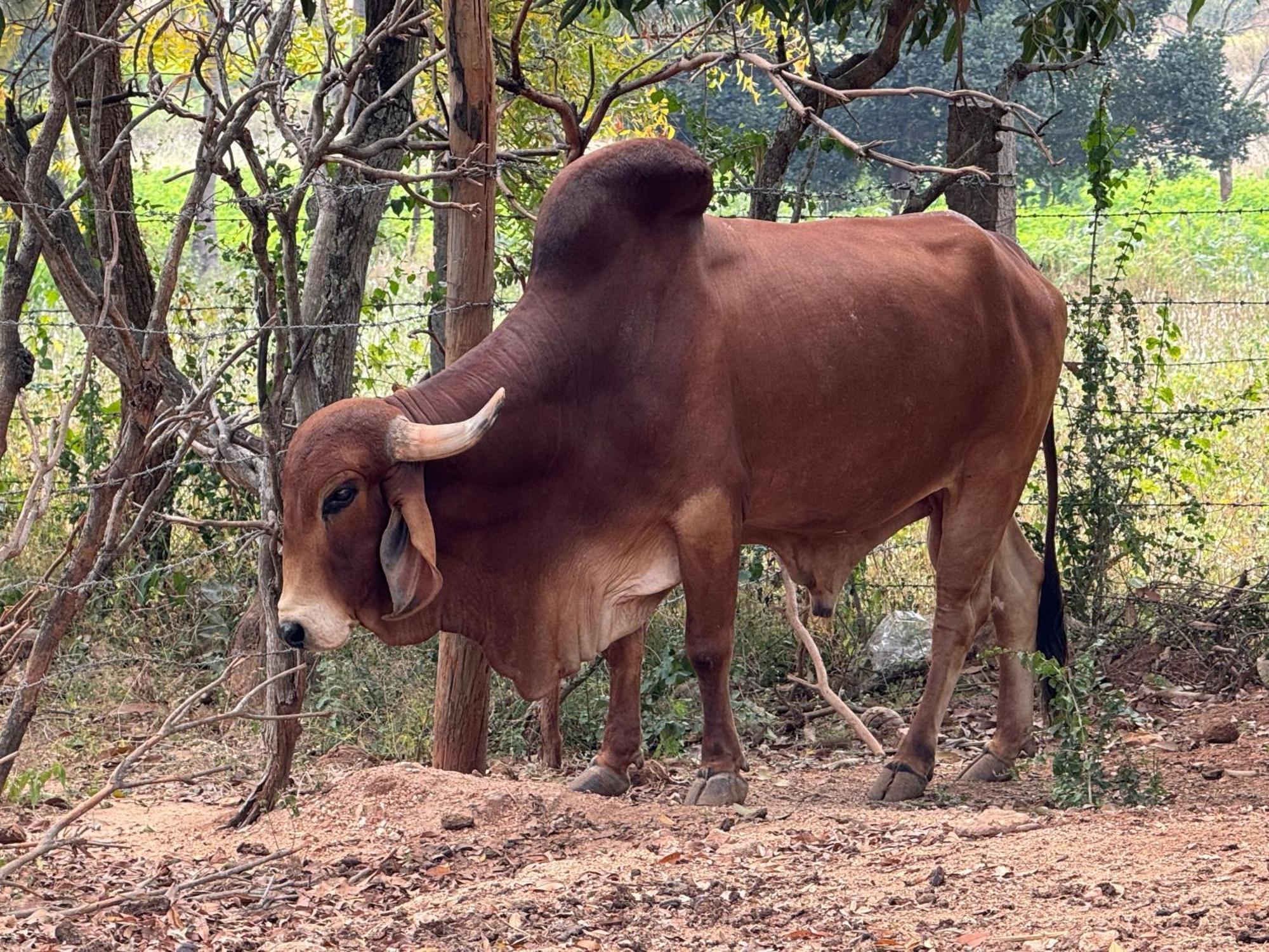 Chikoo Farm Inn Bangalore Esterno foto