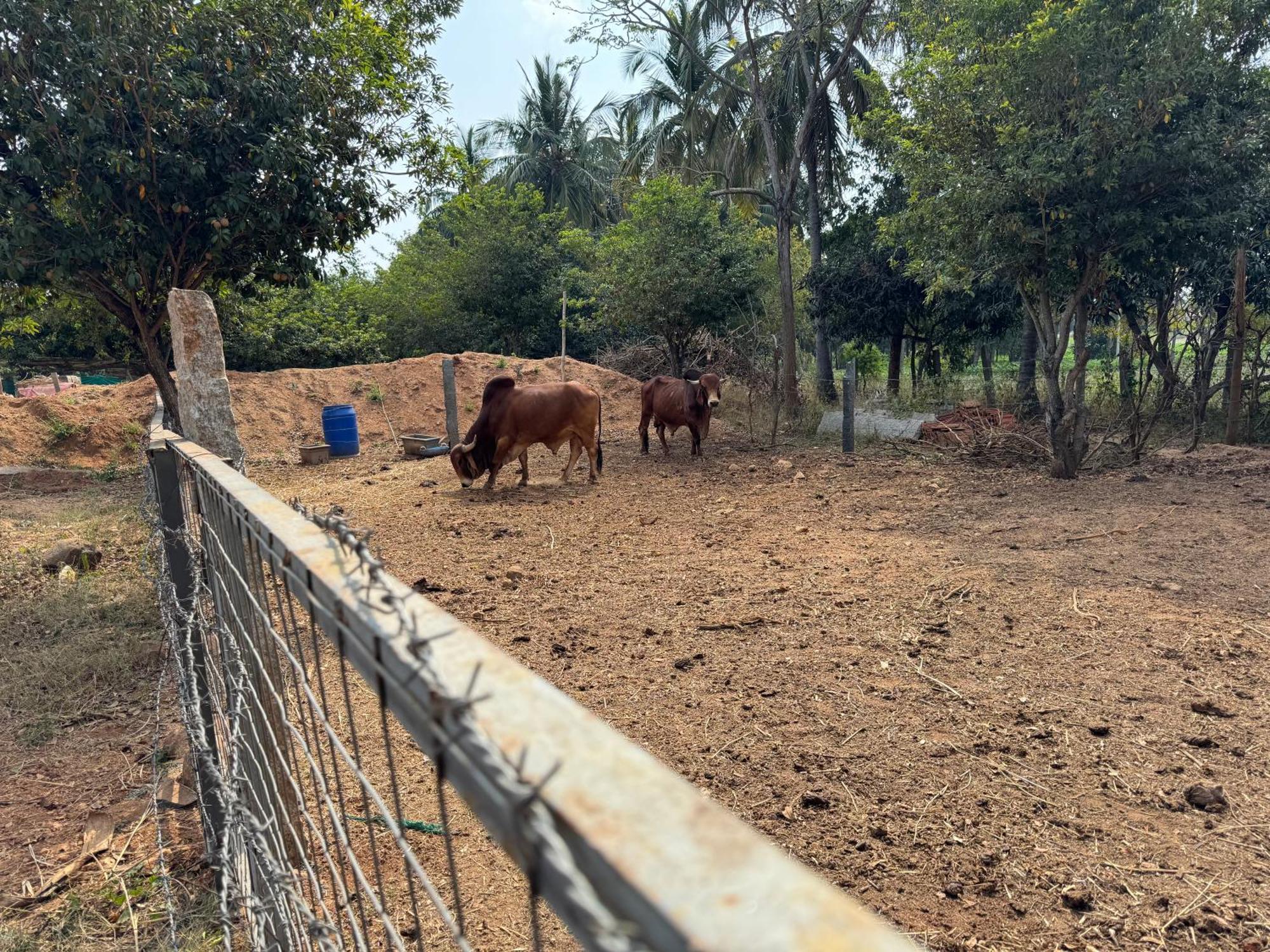 Chikoo Farm Inn Bangalore Esterno foto